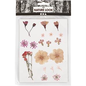 Pressed Flowers and leaves